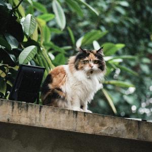This is not a Norwegian Forest Cat and that forest is not in Norway. This is not a Norwegian Forest Cat and that forest is not in Norway.
