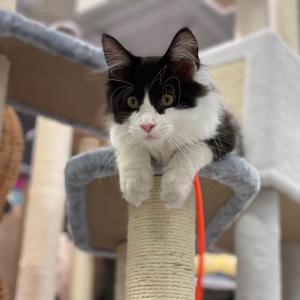 A purrfect day at work! A purrfect day at work!