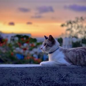 Sunset Sunset