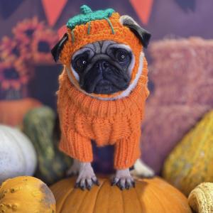 Pumpkin spice and everything nice ?? Pumpkin spice and everything nice ??