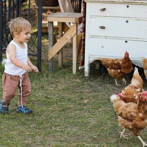 Running wild with the chickens. Running wild with the chickens.