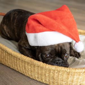 Stay calm, it's almost Christmas Stay calm, it's almost Christmas