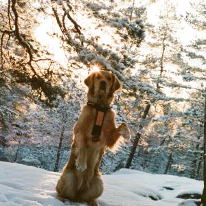 Goldie in the snow Goldie in the snow