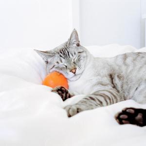 cat pillow cat pillow