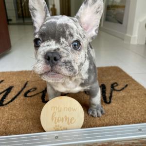Yes I am that dog Mom that buys puppy milestone cards Yes I am that dog Mom that buys puppy milestone cards