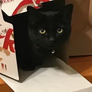 cats cats