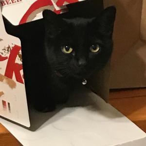 cats cats