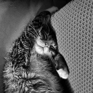 Chat Dormant / Sleeping Cat Chat Dormant / Sleeping Cat