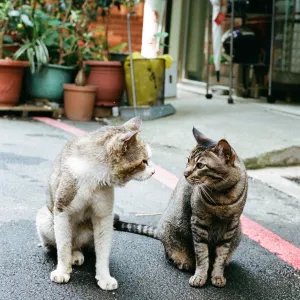 Stray and tamed, best buddy ; Stray and tamed, best buddy ;