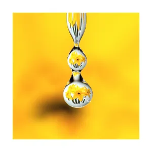Daffodil Drop Daffodil Drop
