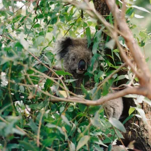 Koala Business Koala Business