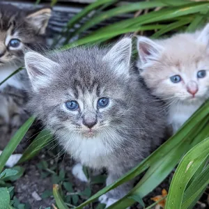 Adorable Adorable