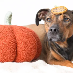 In a world full of apples, be a pumpkin pie In a world full of apples, be a pumpkin pie