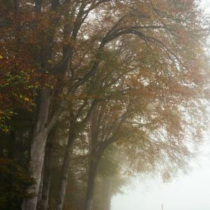 Foggy misty milky moody Foggy misty milky moody