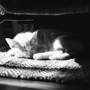 Sleeping Akari Sleeping Akari