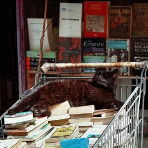 Cat sleeping on books. Cat sleeping on books.