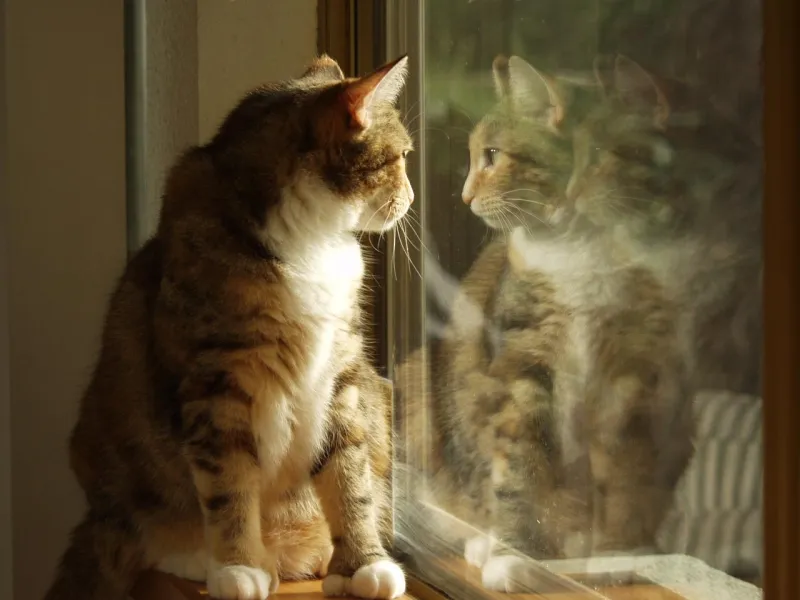 Daydreaming Daydreaming