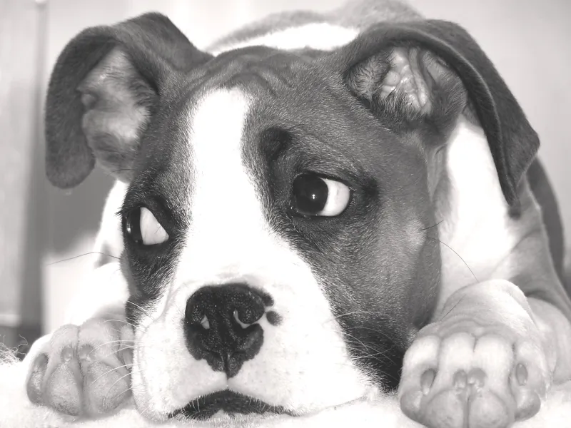 Bored Barkless Bored Barkless