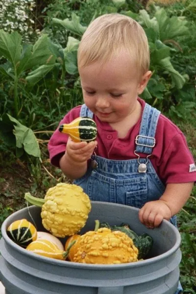 First Harvest First Harvest