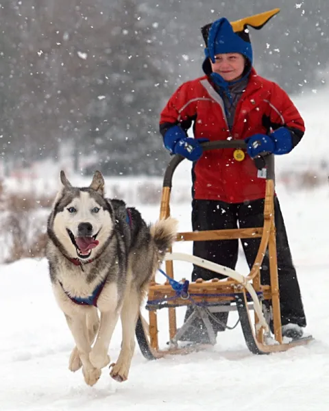 Wee Musher Wee Musher