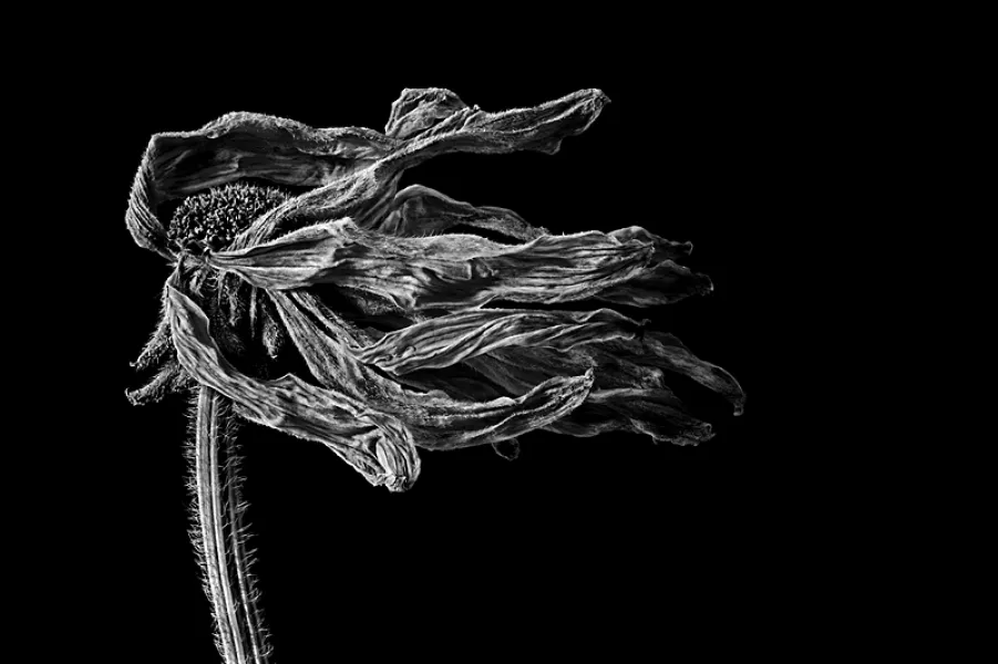 Withered Withered