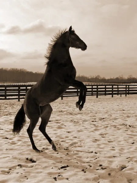 High Horse High Horse