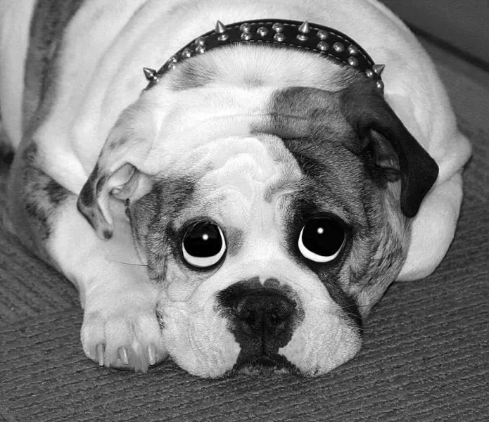 Pensive Pup Pensive Pup