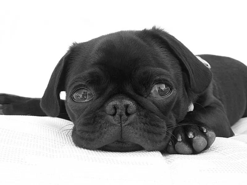 Sleepy Pug Sleepy Pug