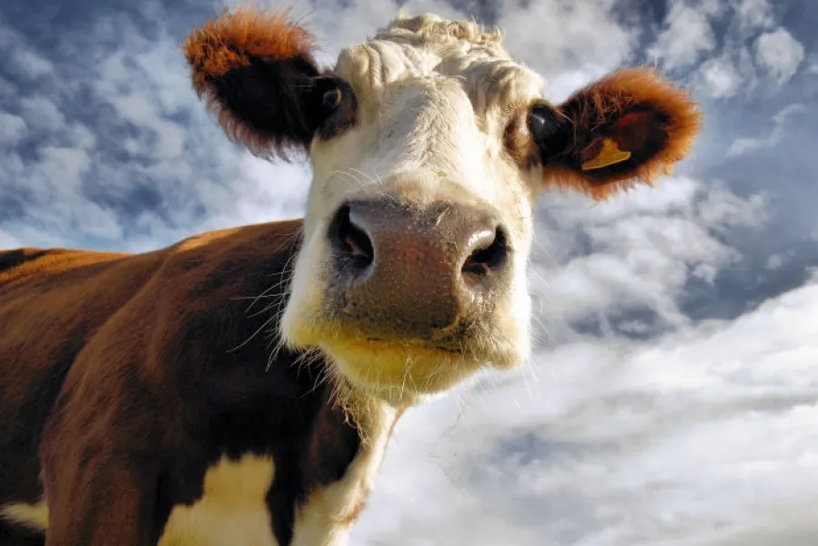 The Curious Cow The Curious Cow