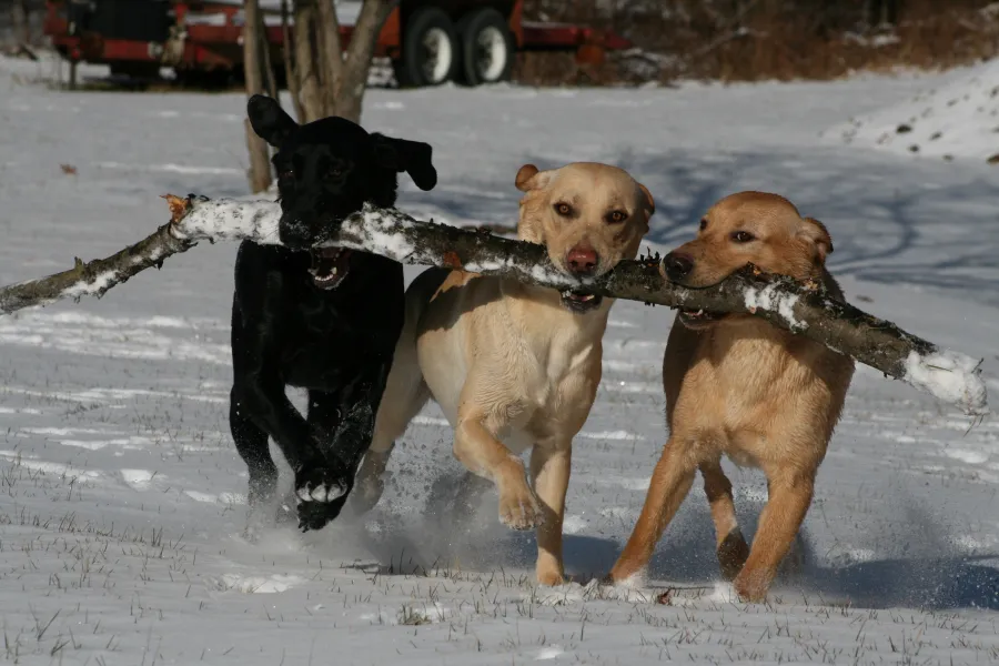 My Dogs My Dogs