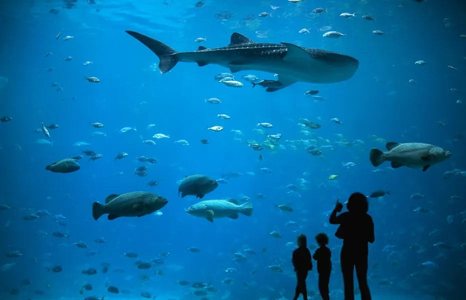 Under the Sea Under the Sea