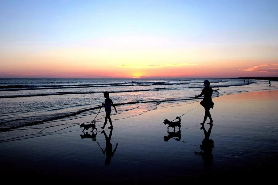 Walking the Dogs Walking the Dogs