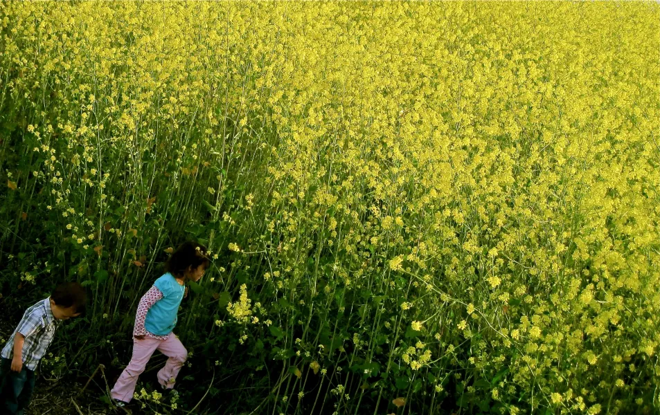 Field of Dreams Field of Dreams