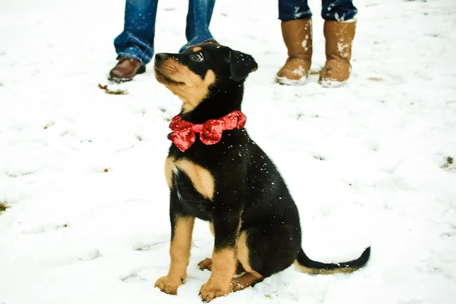 Christmas Puppy Christmas Puppy