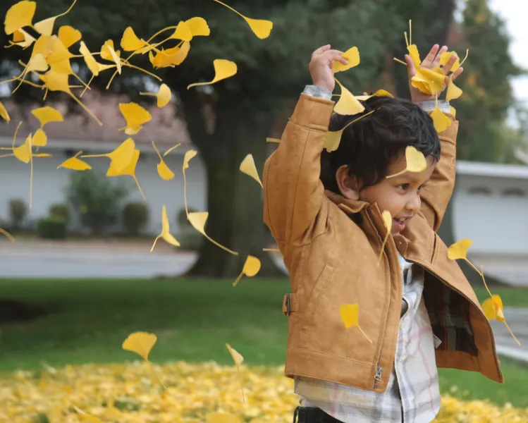 Gingko Gingko