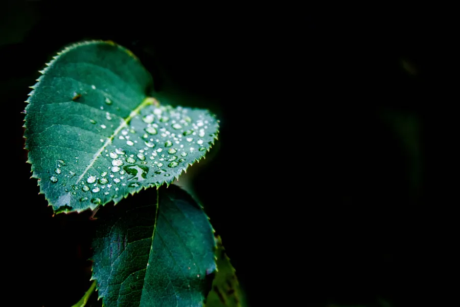 Diamonds of Rain Diamonds of Rain