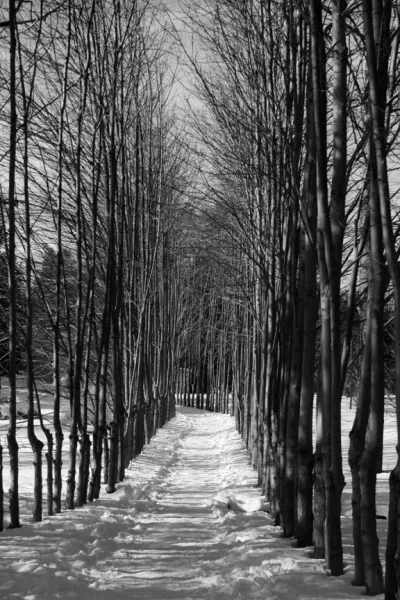 A Path Less Taken A Path Less Taken