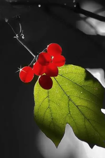 The Simple Things The Simple Things