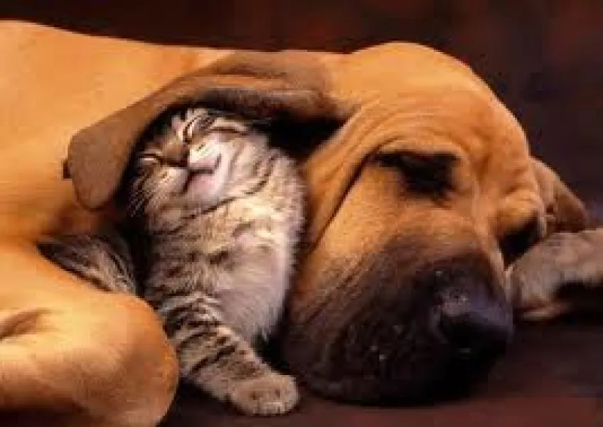 Dog and cat Dog and cat