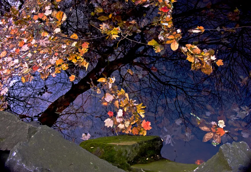 Reflections of autumn Reflections of autumn