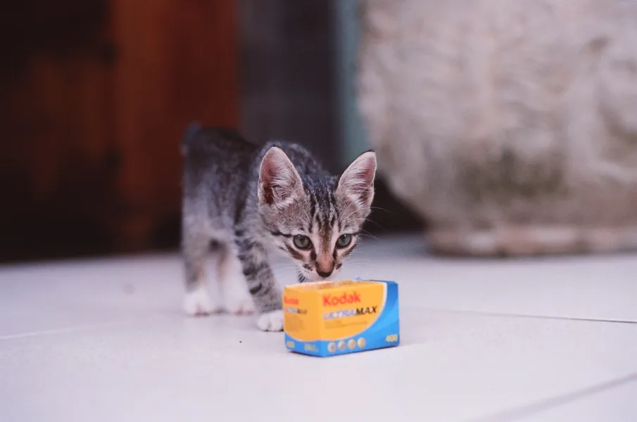 Experimentando o filme Experimentando o filme