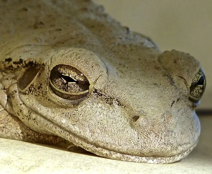 Let Sleeping Frogs Lie Let Sleeping Frogs Lie