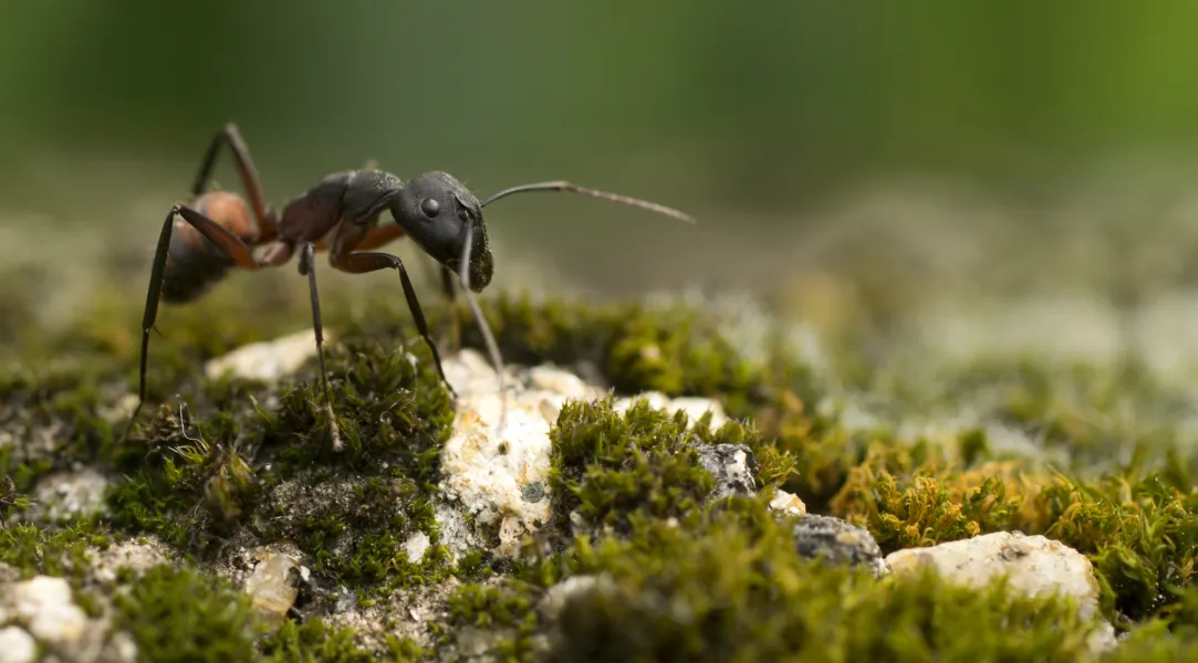 Ant Ant