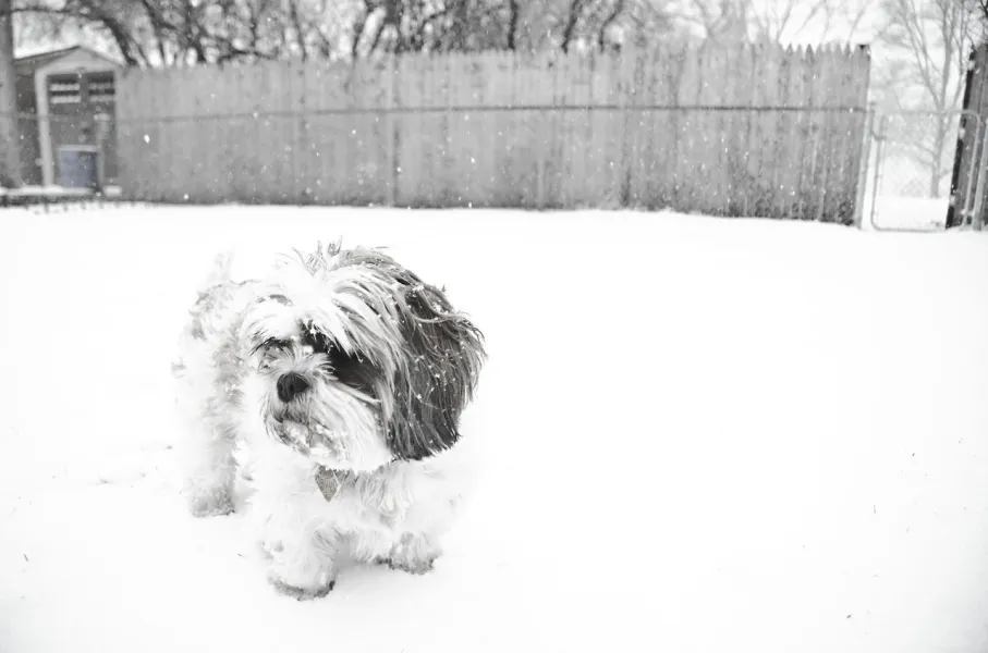 Puppy's Snow Day Puppy's Snow Day