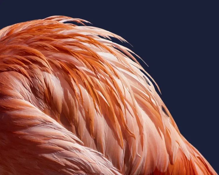 Plumage Plumage
