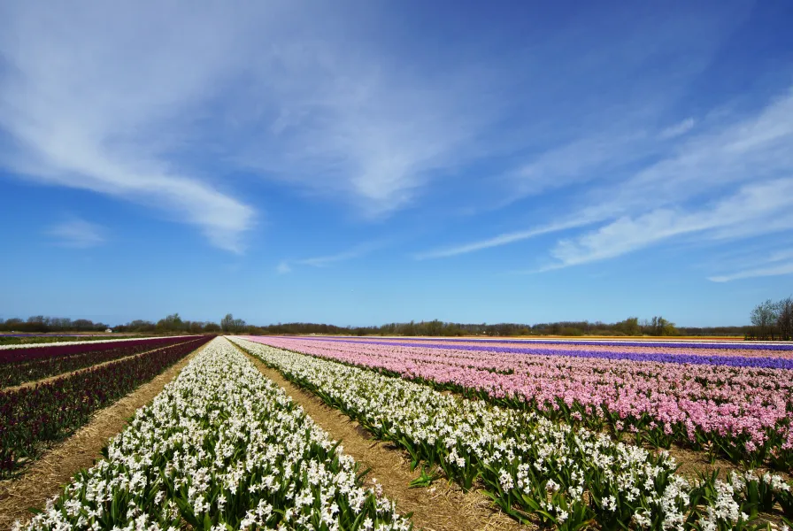 Spring colors in Holland Spring colors in Holland