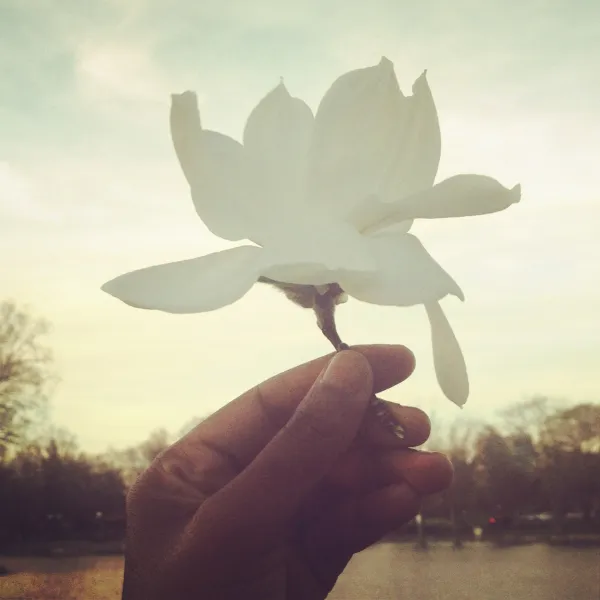 Flowers in the Sky Flowers in the Sky