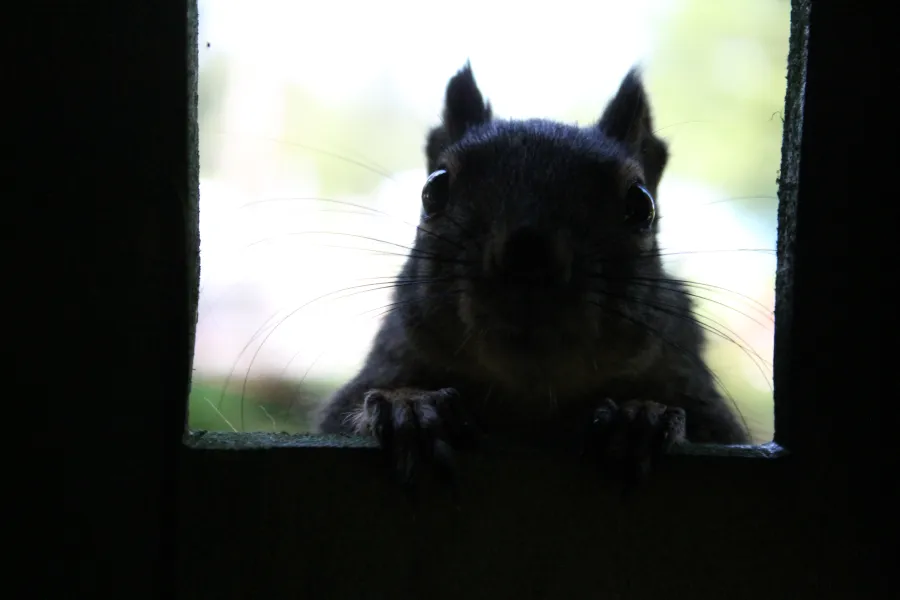 Round Eyes Round Eyes