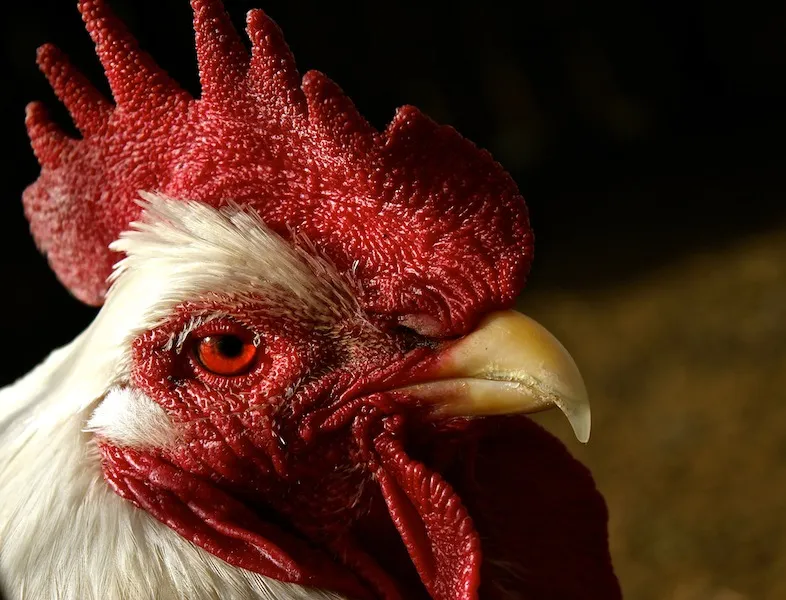 The Gentleman The Gentleman