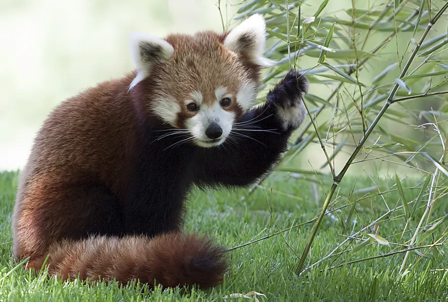 Red Panda Red Panda